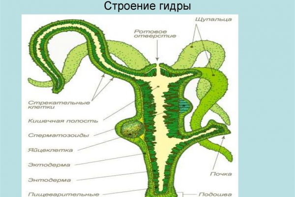 Кракен сайт ссылка тор браузере
